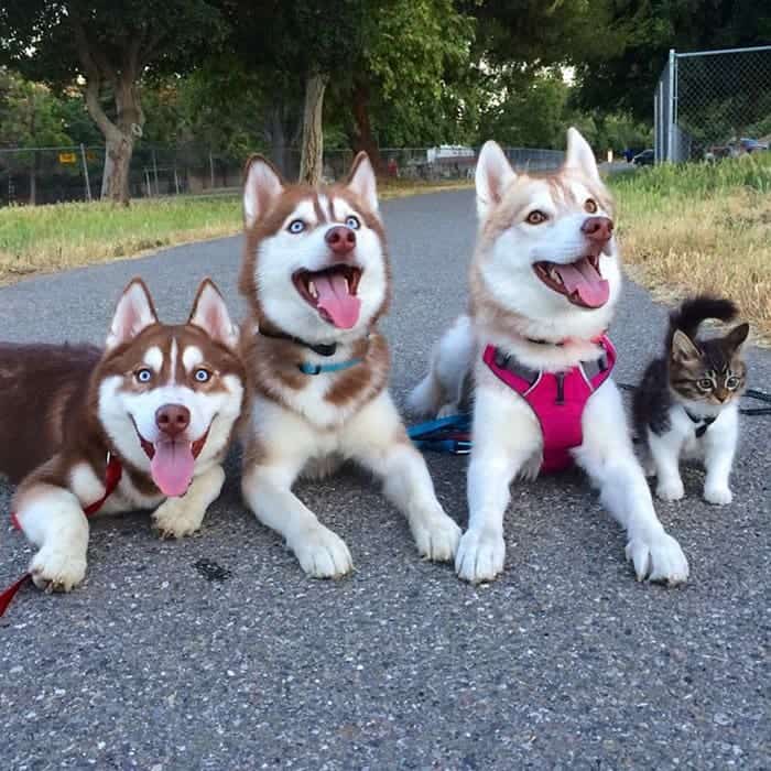 husky-kitten