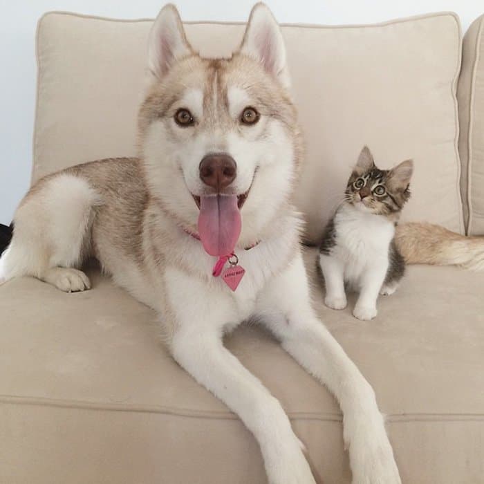 husky-kitty