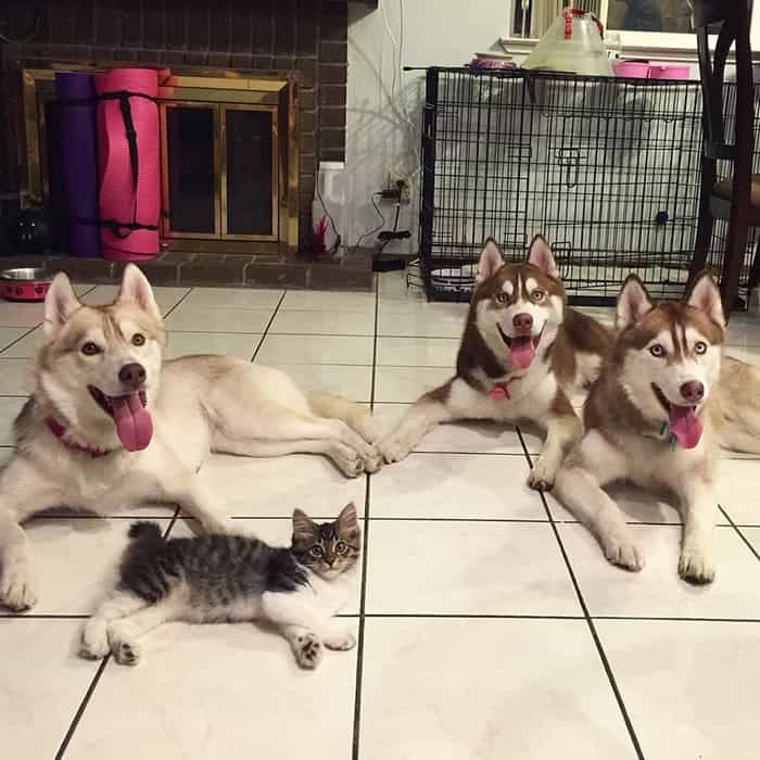 husky-little-cat