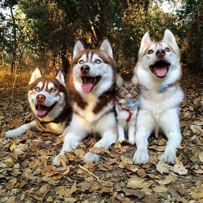 husky-pups