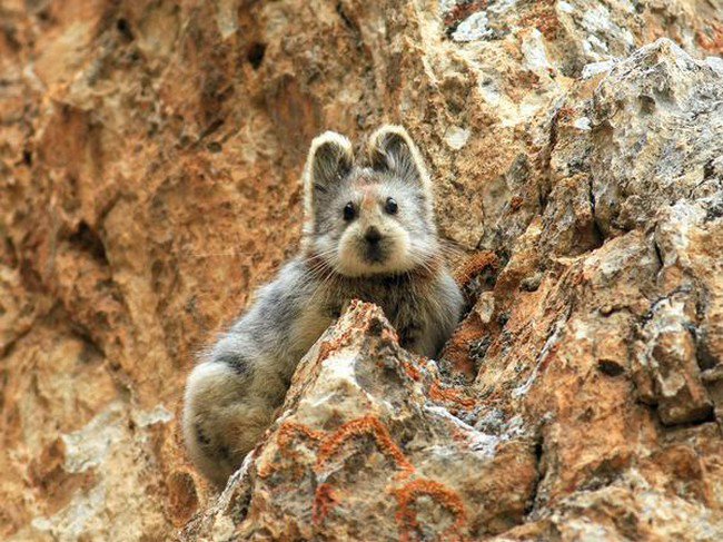 ili pika