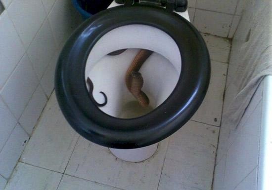 images-snake-toilet