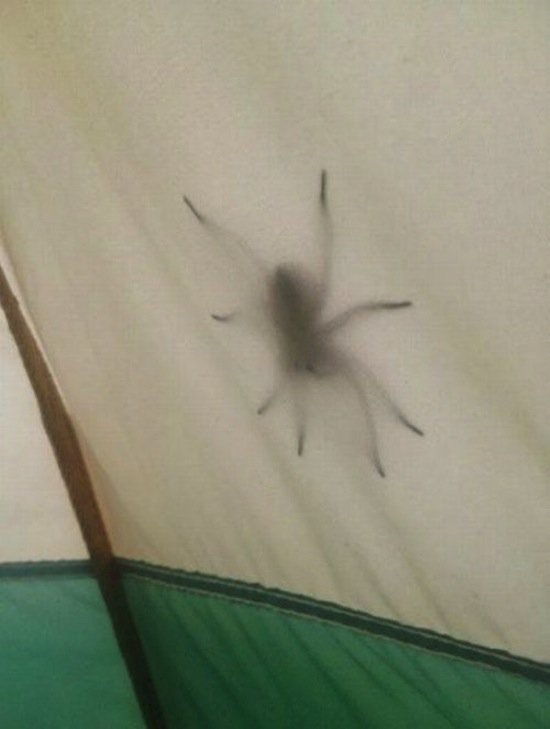 images-tent-spider