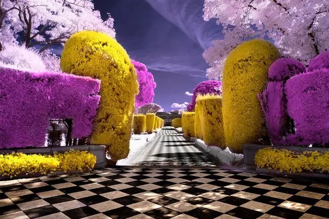 infrared garden