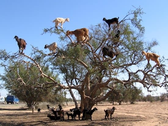 interesting-images-tree-goats