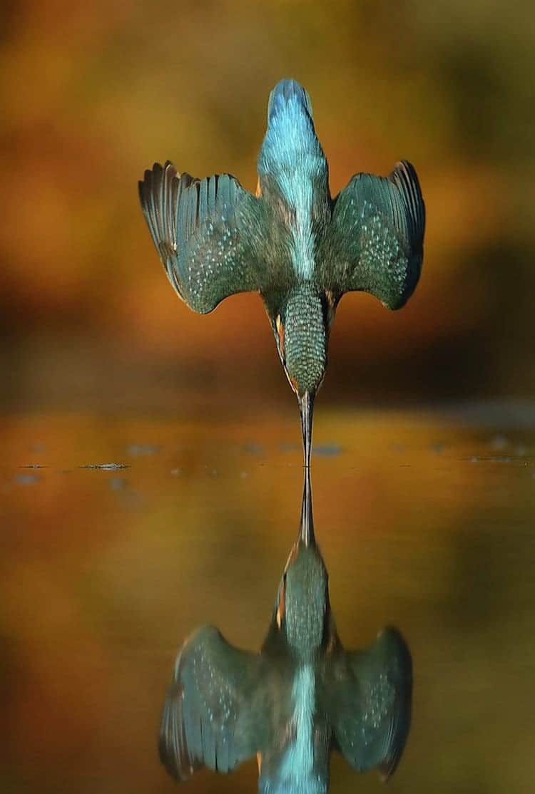 kingfisher-dive