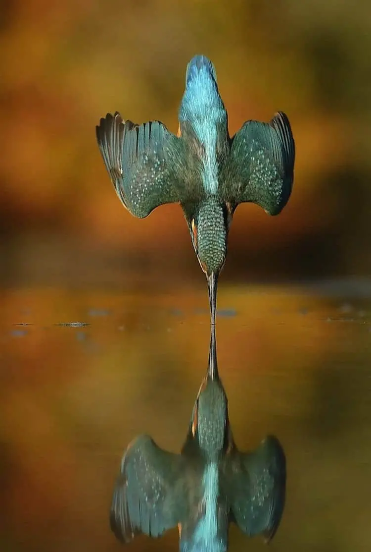 kingfisher-dive