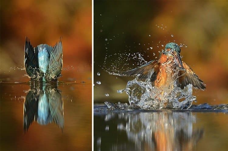 kingfisher-shots