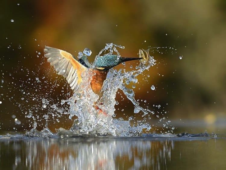 kingfisher-splash