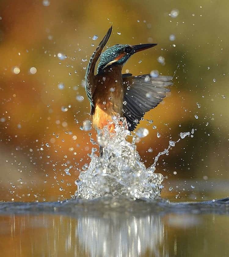kingfisher-splashes