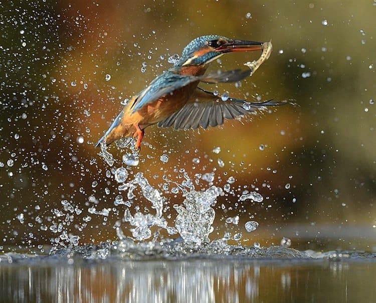 kingfisher-wate