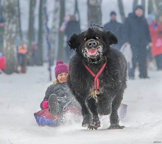 mad dog sled