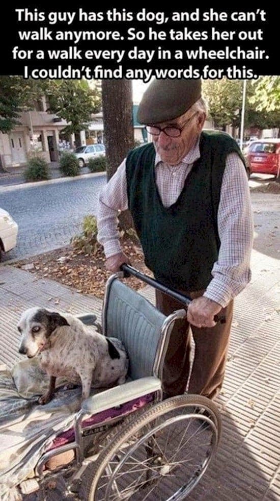 man dog wheelchair