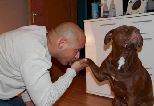 man kissing dog paw