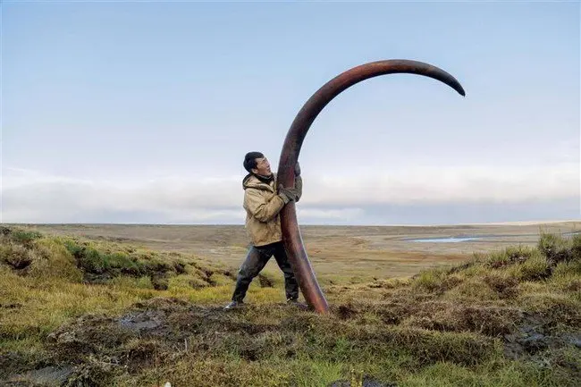 man mammoth tusk