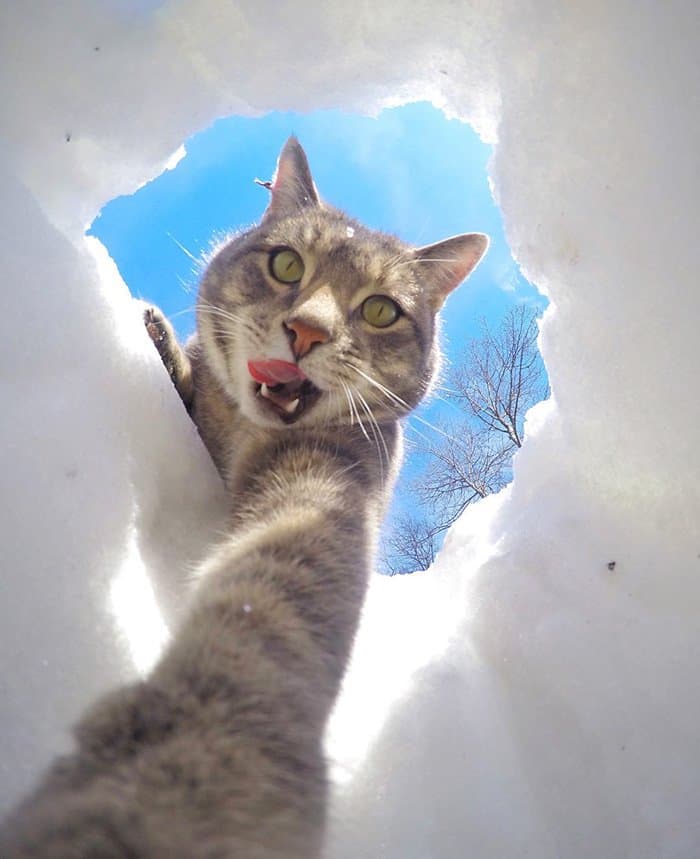 manny-cat-takes-selfies-lick