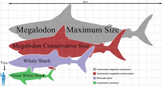 megalodon size