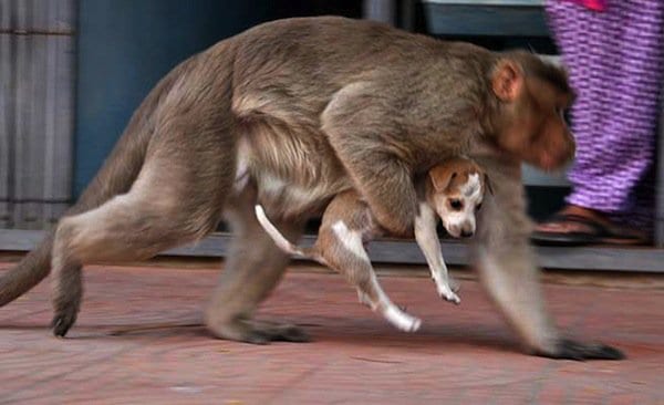 monkey-puppy