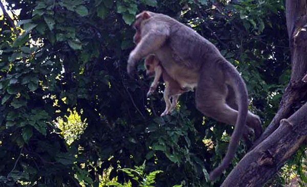 monkey-tree