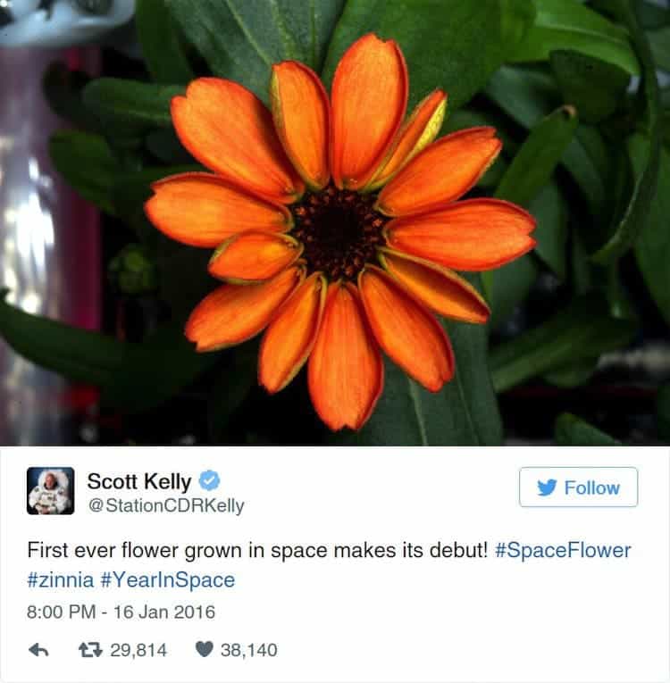 nasa-space-flower