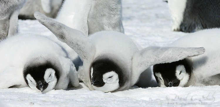 penguins-babies
