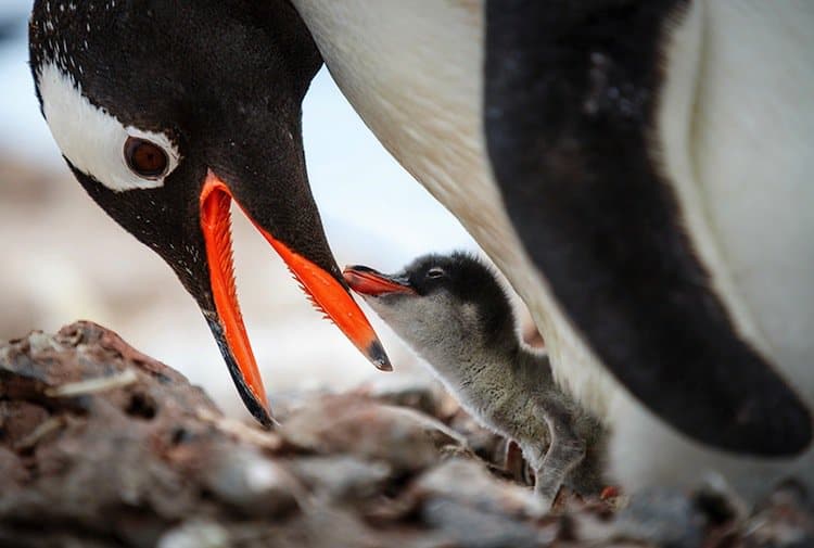 penguins-feedig