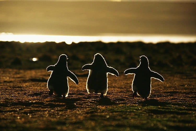 penguins-first
