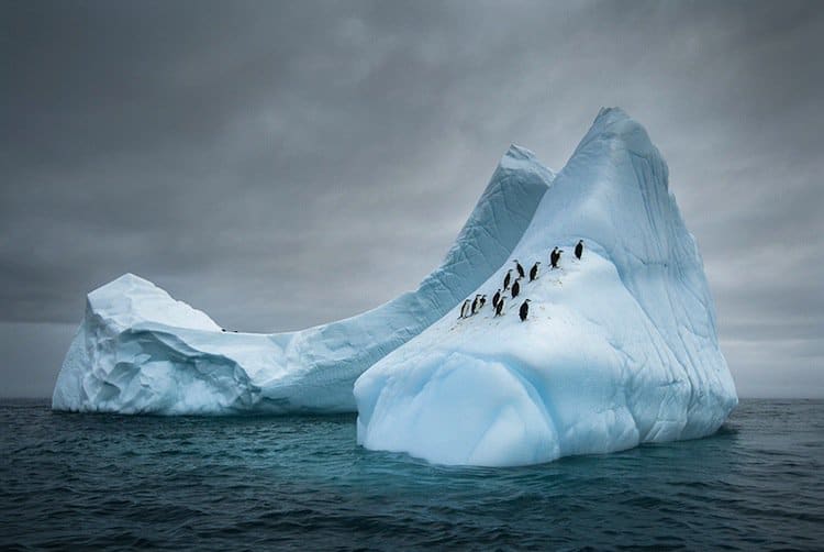 penguins-ice