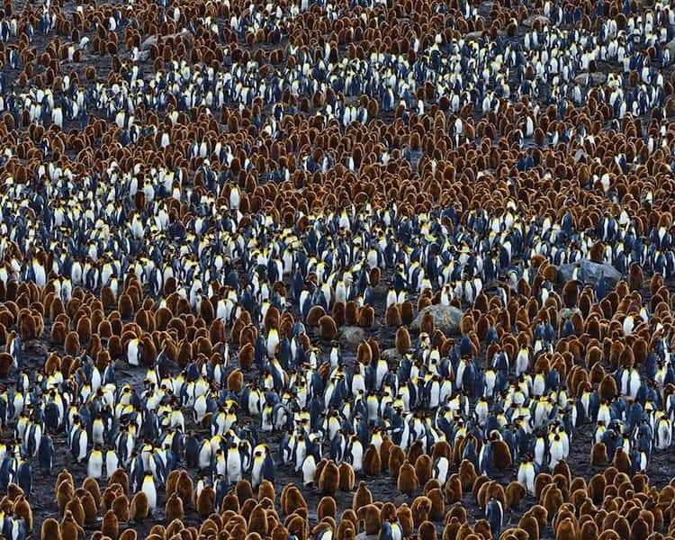 penguins-many