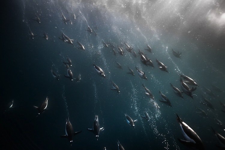 penguins-swimming