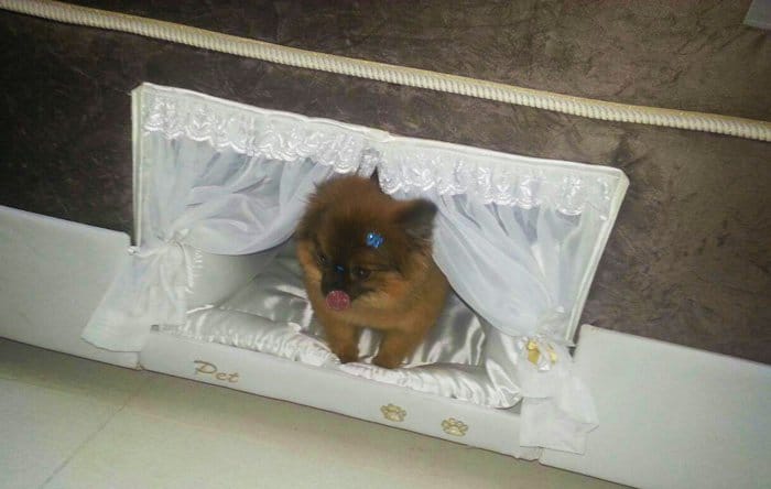 pet-pomeranian