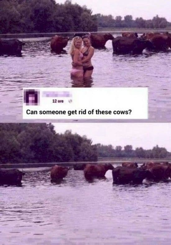 photoshop-requests-funny-results-cows