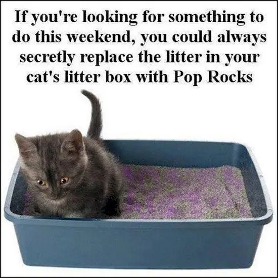 pop rocks kitty litter
