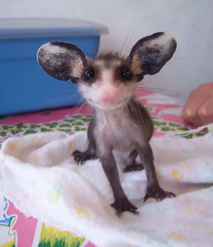 possum-big-ear