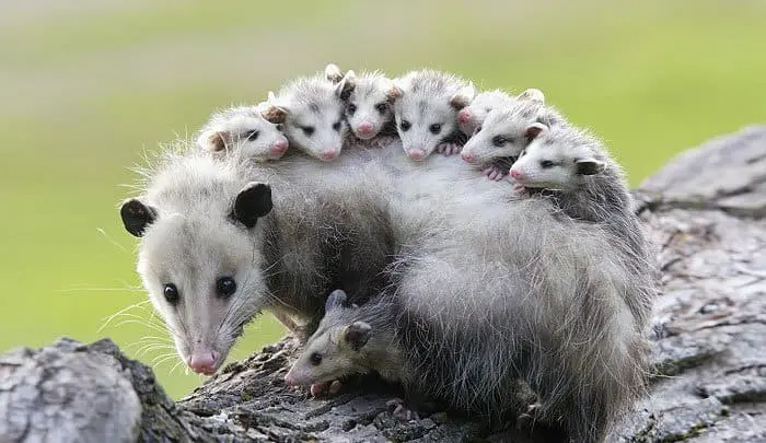 possum-mom