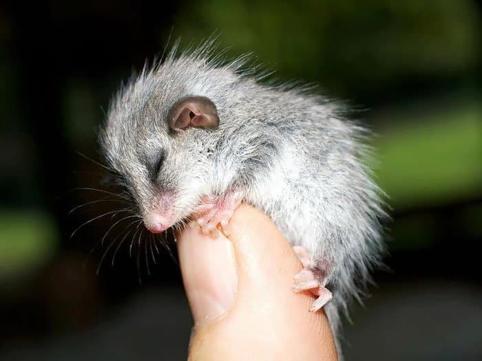 possum-pygmy