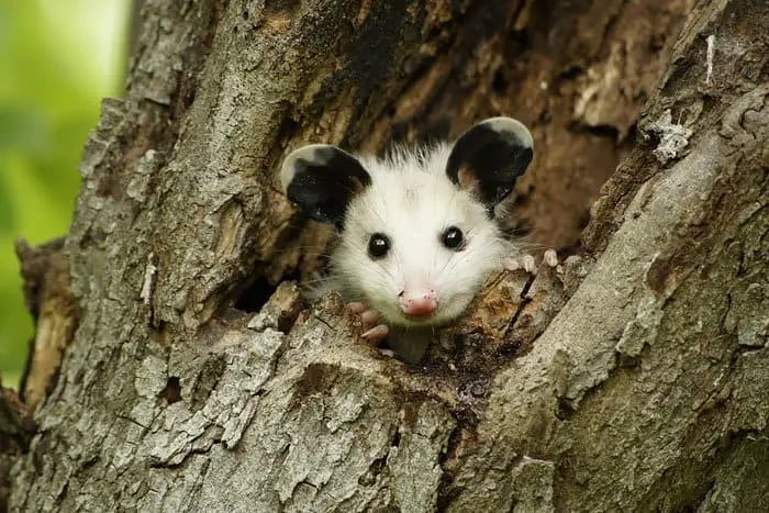 possum-tree