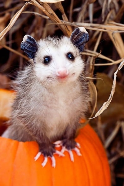 15 Incredibly Cute Photos Of Possums And Opossums