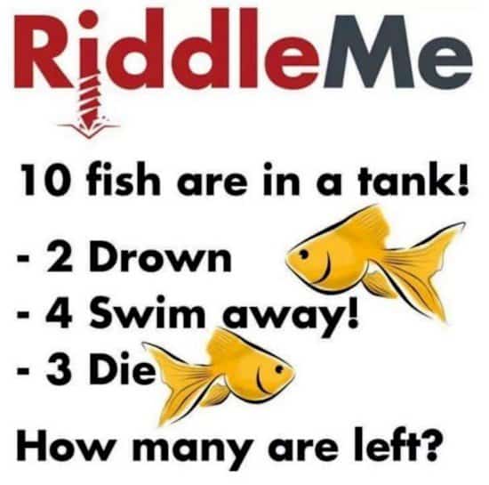 riddle me fish