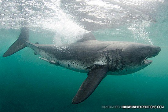 salmon shark