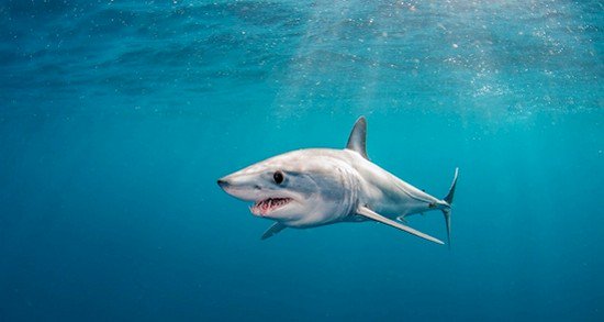 shortfin mako shark