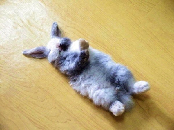 sleep-bunny