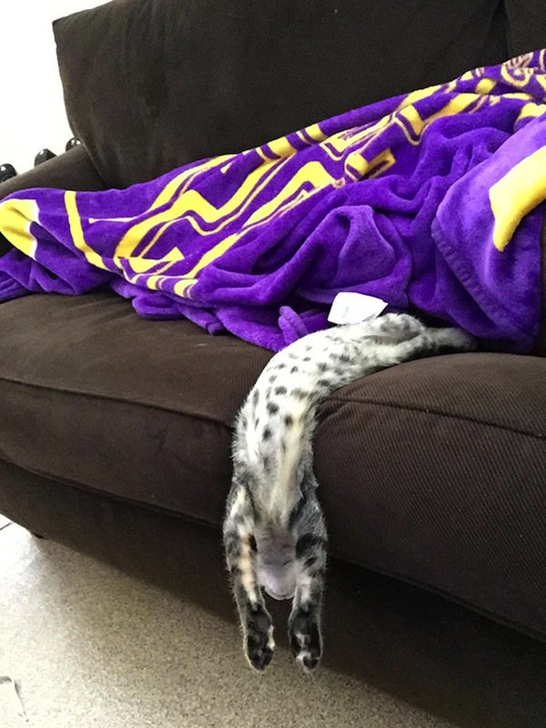 sleep-cat-couch
