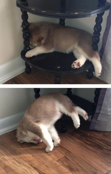 15 Adorable Animals Sleeping In The Funniest Positions And Places