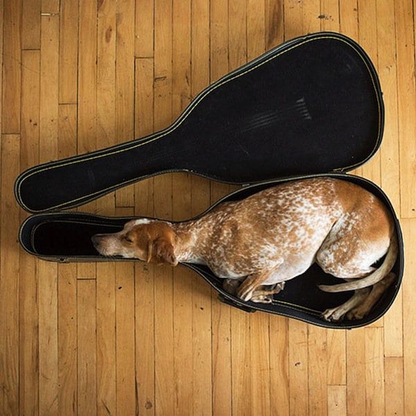 sleep-dog-guitar-case