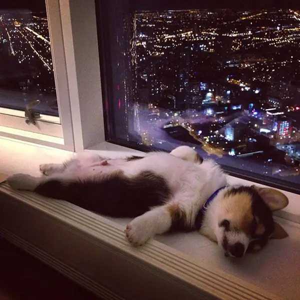 sleep-dog-window-ledge