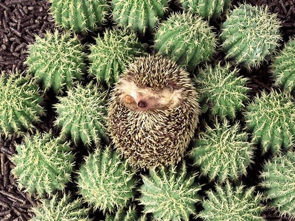 sleep-hedgehog