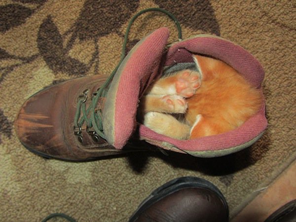 sleep-kitten-boot