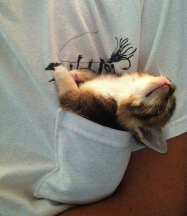 sleep-kitten-pocket