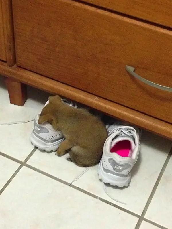 sleep-puppy-shoe